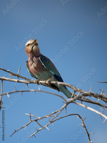 Gabelracke (Coracias caudatus) photo