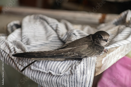 Quadro su tela Small swift close-up at home, saving wild birds, feeding chicks
