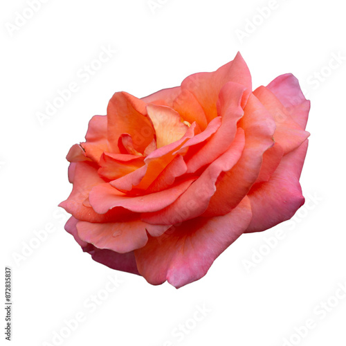Beautiful fresh roses isolated on the transparent background. Garden flowers. Close up.
