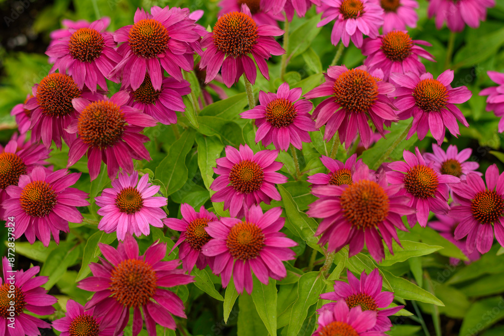 flowers in the garden
