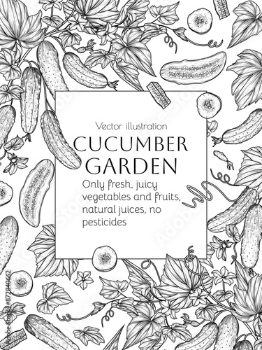 Vector frame of vegetable. Cucumbers on a branch with a leaf, half, slice and piece	