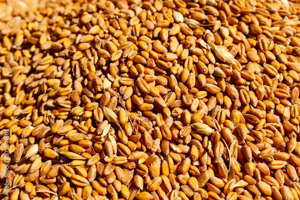 wheat, grain, agro, close-up, harvest wheat, grain, agro, close-up, harvest