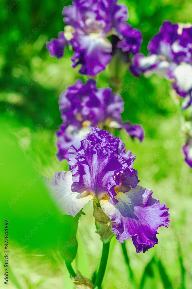 Blooming iris flowers in the garden. Floral natural background, greeting card, festive mood Blooming iris flowers in the garden. Floral natural background, greeting card, festive mood