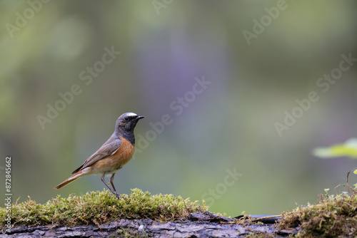 Bird Redstart Phoenicurus phoenicurus small bird on green background spring time bird drinking water on forest pond	