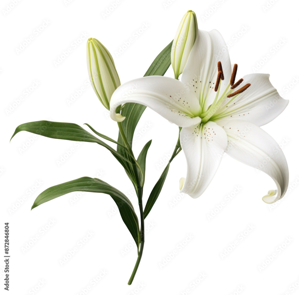 PNG Flower plant petal white. PNG Flower plant petal white.