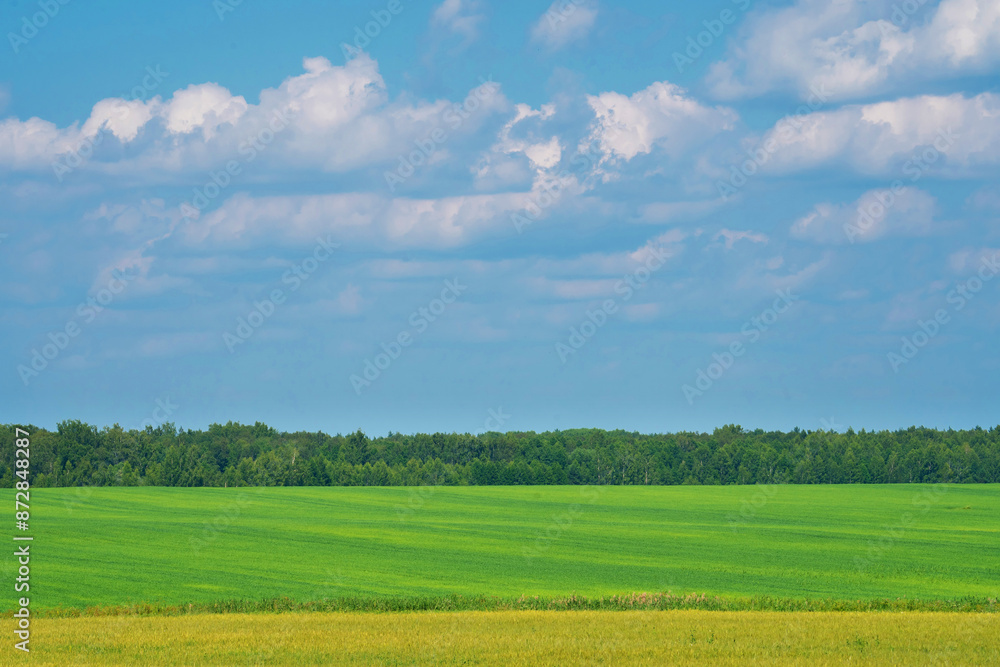 summer landscape, field with green grass and horizon, textured sunset sky, sun