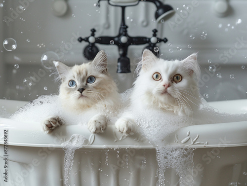 Two fluffy kittens taking bath in a large white Cambridge cast iron double-ended clawfoot tub, overflowing bubbles, bubbles in the air. photo