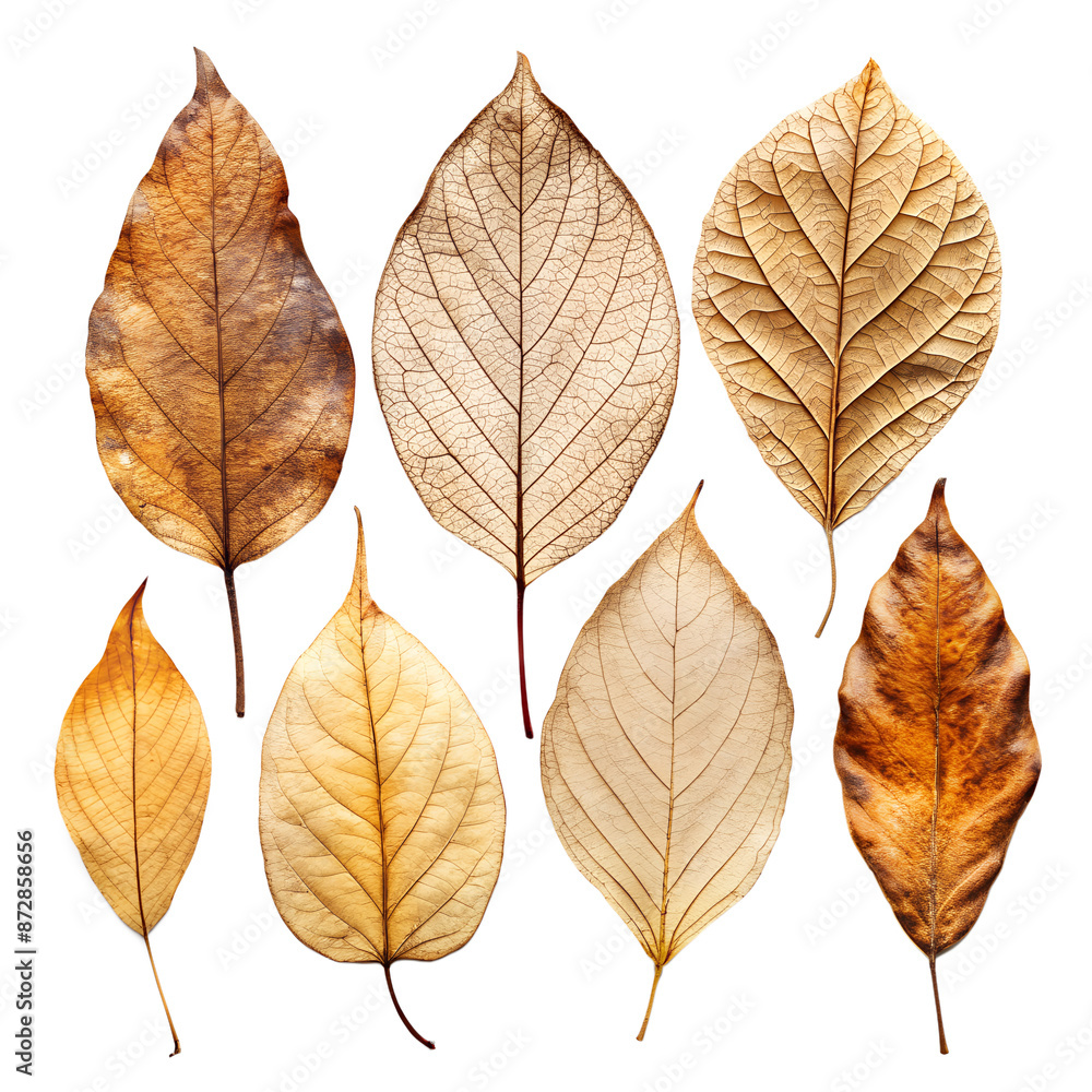 Vibrant autumn leaves in yellow, orange, and red adorn this colorful collection isolated on a translucent background Vibrant autumn leaves in yellow, orange, and red adorn this colorful collection isolated on a translucent background