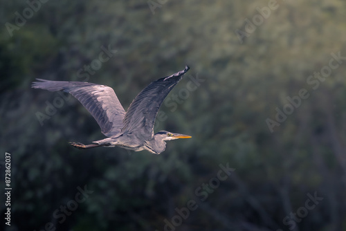 grey heron