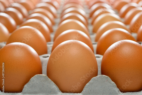 Brown eggs are placed in a tray in a long row forward.