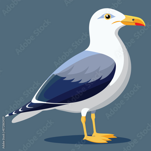  herring gull bird vector 