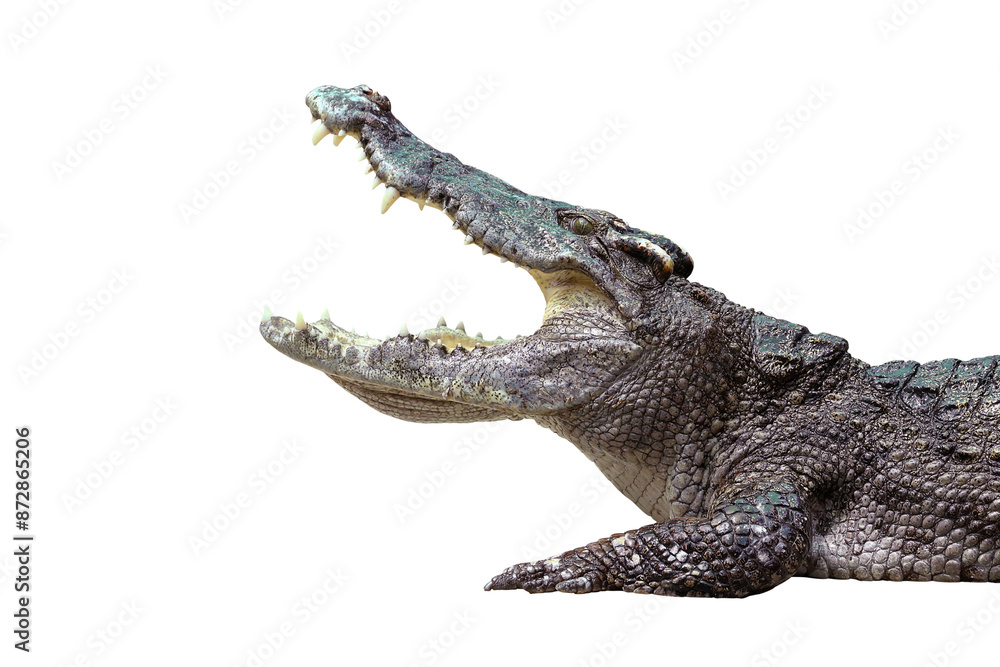 Naklejka premium Large Crocodile open mouth isolated on transparent background png file