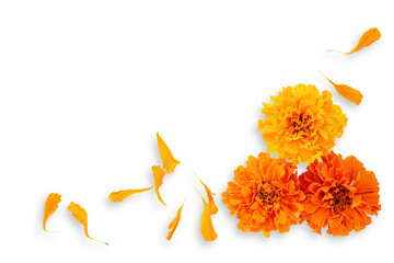 Marigold flowers on a white background. Composition for the Day of the Dead and Indian holidays, Mockup card. copy space