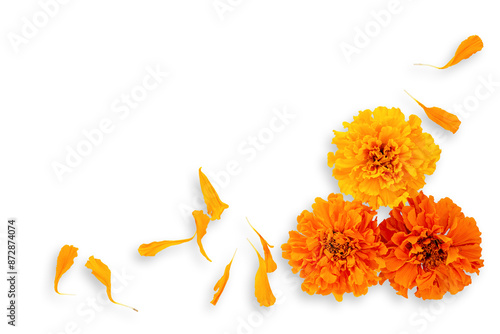Marigold flowers on a white background. Composition for the Day of the Dead and Indian holidays, Mockup card. copy space