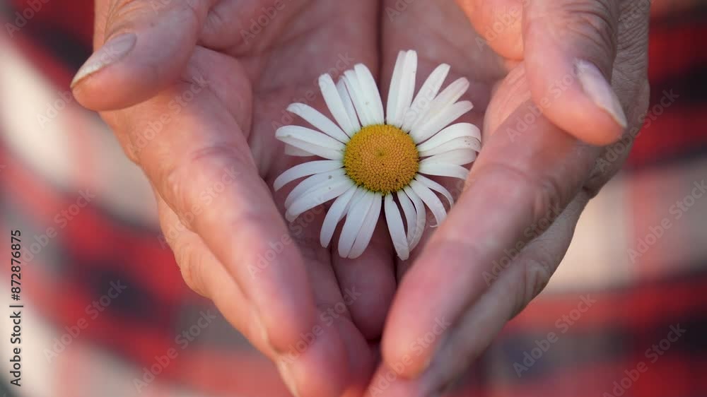 Woman hid flower in her hands, opens palms and there is blooming daisy. Gesture of peace and kindness, preserving the beauty of wildlife. Taking care of plants, a new life. A gift for a loved one Woman hid flower in her hands, opens palms and there is blooming daisy. Gesture of peace and kindness, preserving the beauty of wildlife. Taking care of plants, a new life. A gift for a loved one
