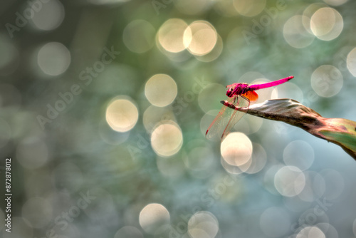 Crimson Dropwing Dragonfly perched on dry grass straw at Lions Club Nature Education Centre photo