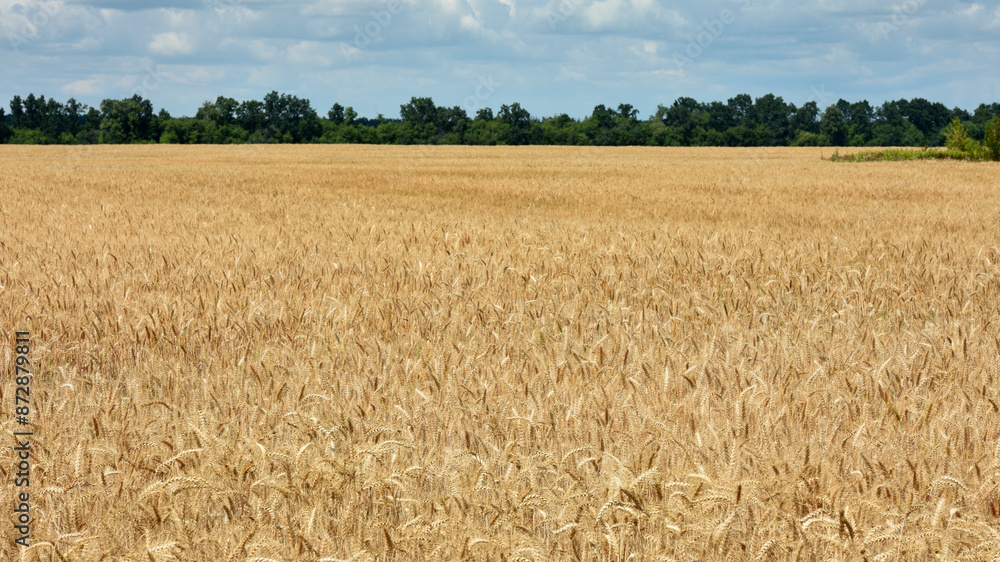 spikelets of golden wheat in the field. Ripe big golden ears of wheat on a yellow background of the field. nature. The idea of a rich summer harvest, agriculture, agro-industrial complex for food. spikelets of golden wheat in the field. Ripe big golden ears of wheat on a yellow background of the field. nature. The idea of a rich summer harvest, agriculture, agro-industrial complex for food.