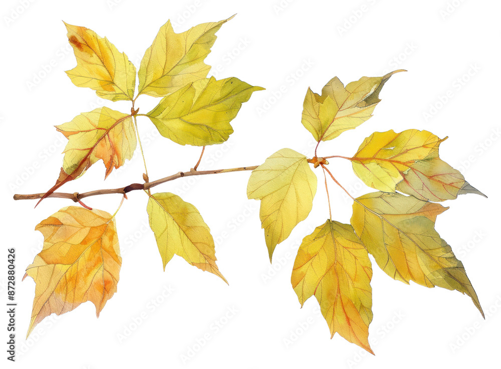 Fototapeta premium PNG Autumn leaves watercolor painting