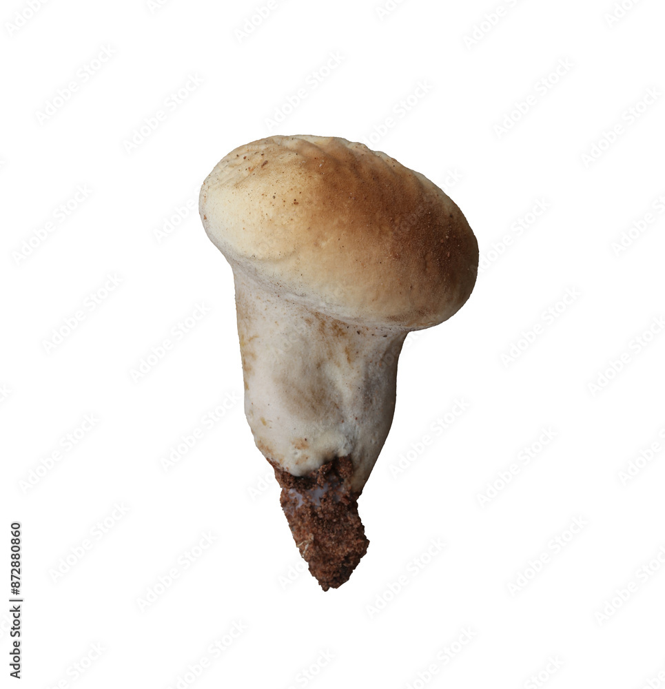 Poisonous mushrooms and have Isolate on white background. Poisonous mushrooms and have Isolate on white background.