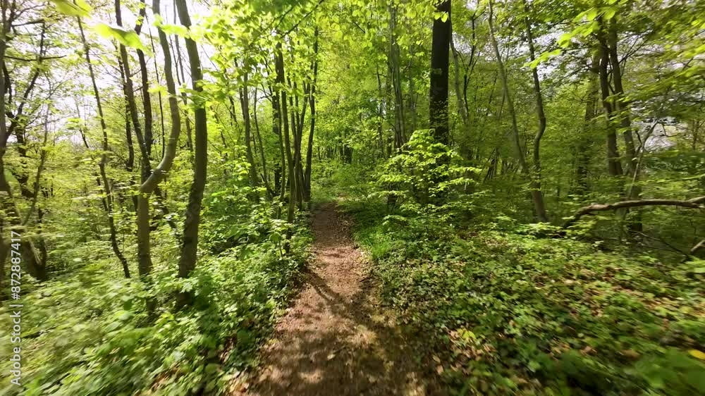 Flight through a spring forest