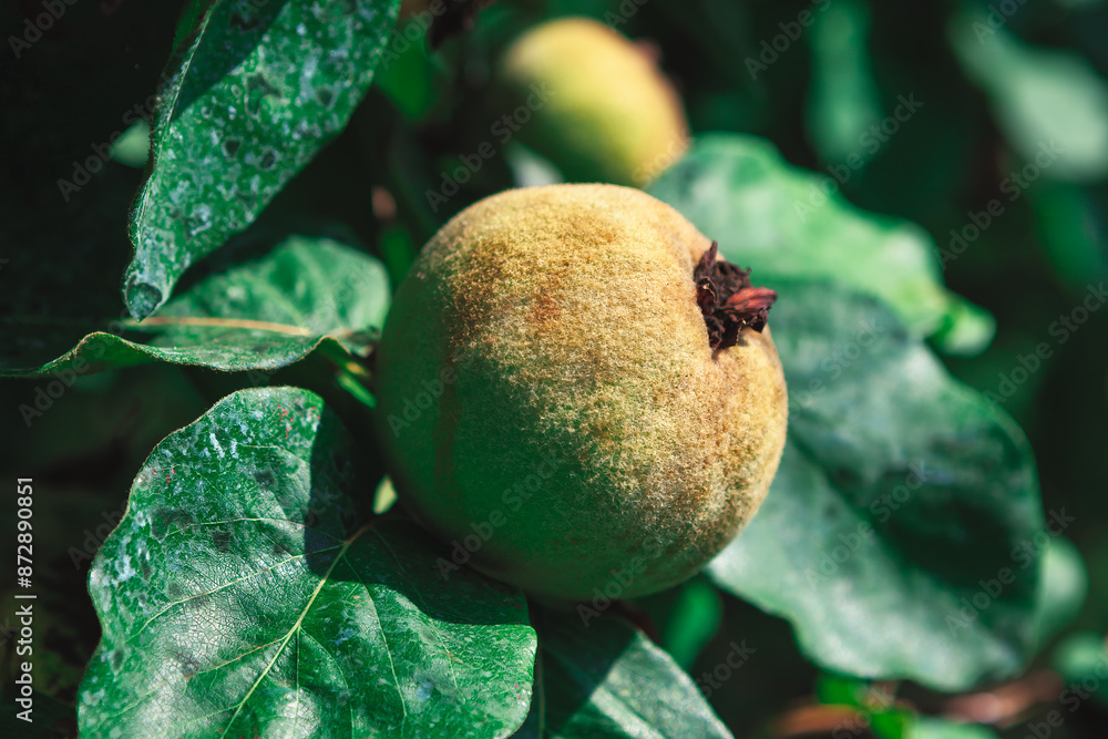 Ripe quince hanging from a tree. The quince fruit is green and has a brown spot on it Ripe quince hanging from a tree. The quince fruit is green and has a brown spot on it