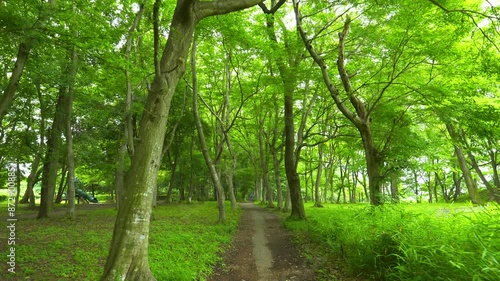 緑の森の中の自然風景＝natural scenery in green forest