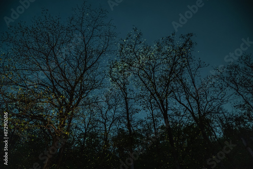 Sparkling fireflies in the tree. Beautiful wildlife insect natural light bulb. fairy tale