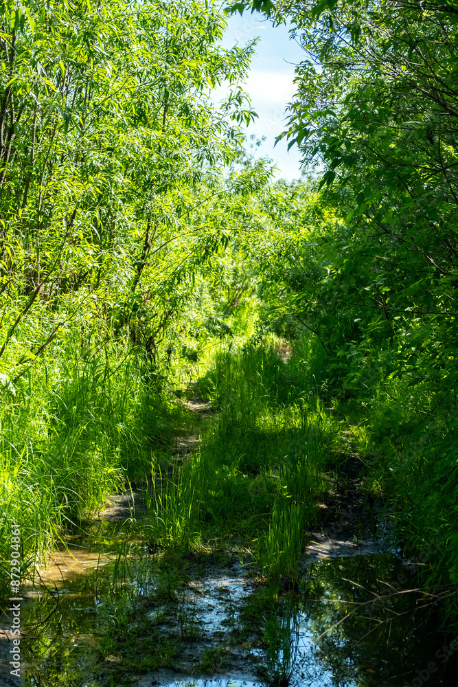 Pathway trough the woodland after rain. Pathway trough the woodland after rain.