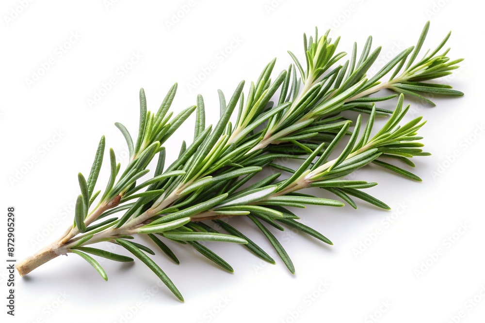 Fototapeta premium rosemary branch isolated on white
