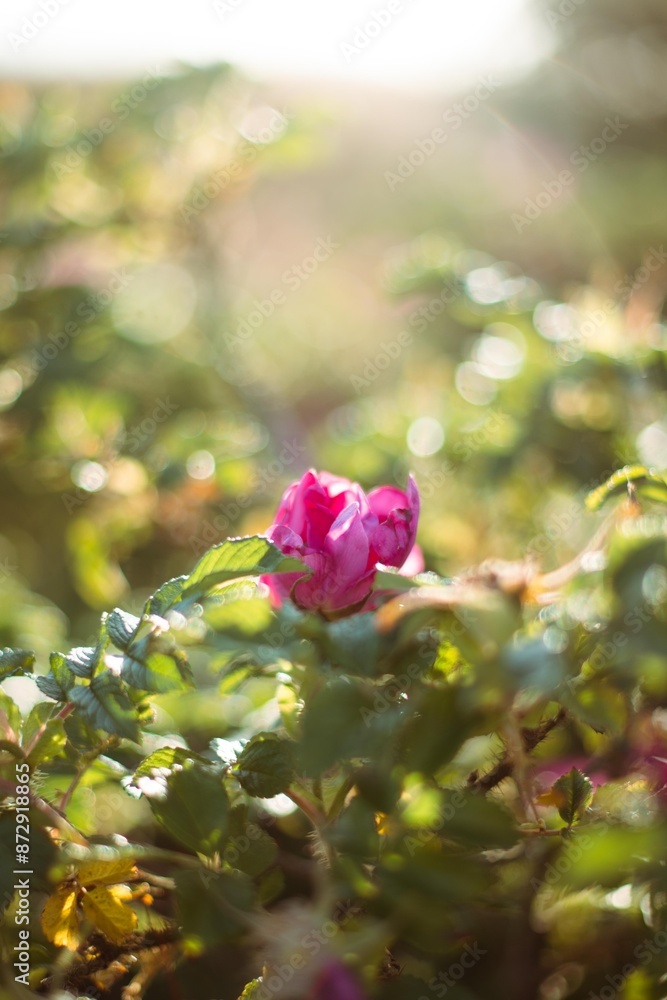 Obraz premium pink rosehip in the garden