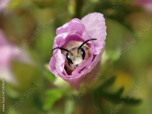 Bellflower blunthorn bee (Melitta haemorrhoidalis), male sheltering in a musk mallow flower photo