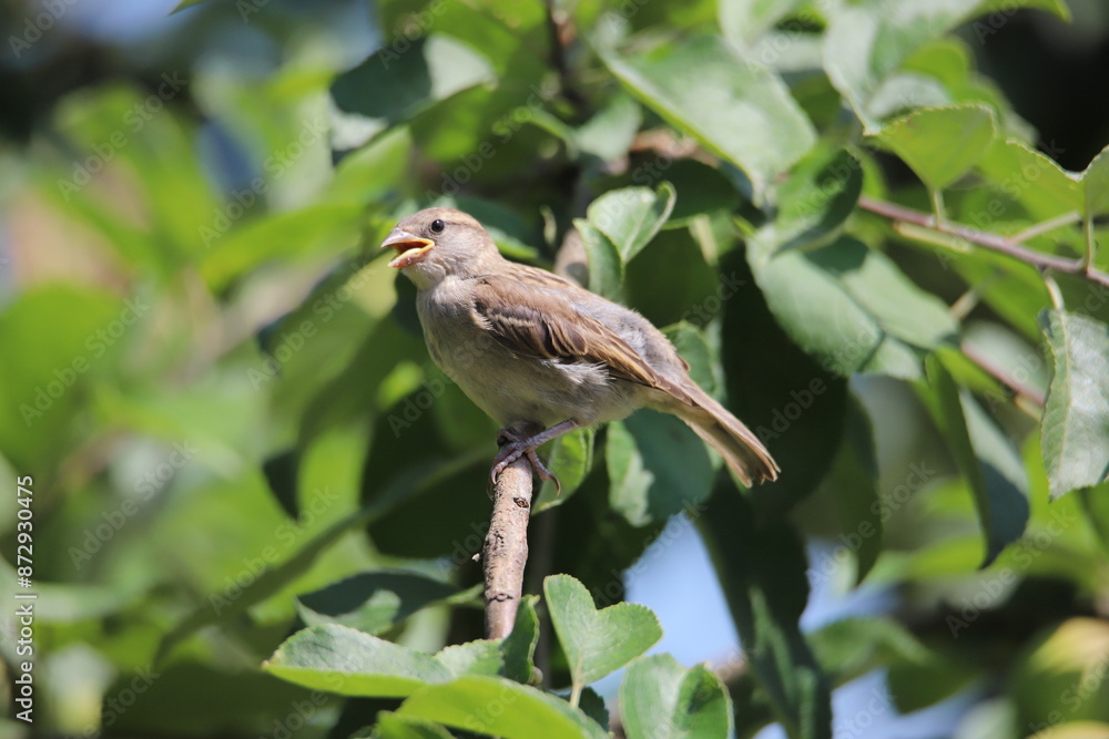 Obraz premium sparrow on a branch