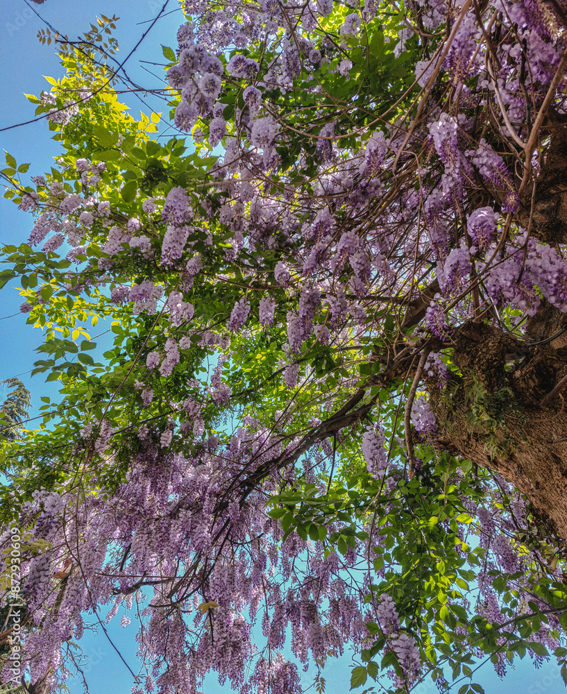 Close-up view of the purple or pink wisteria in the midst of its flowering Close-up view of the purple or pink wisteria in the midst of its flowering