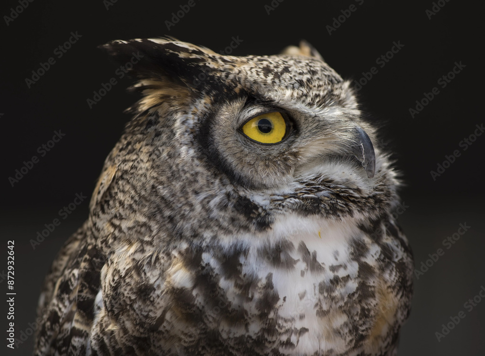 Eurasian Eagle Owl in canada Eurasian Eagle Owl in canada