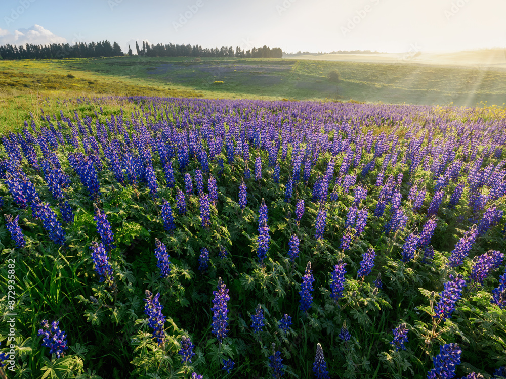 Fototapeta premium Sunrise over a field of lupines