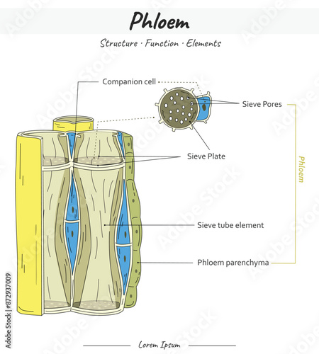 Phloem Structures and Elements illustration with text