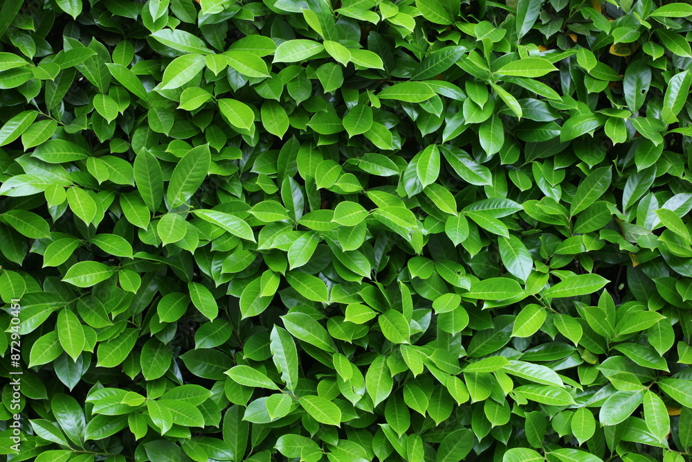 Lush wall of vibrant green foliage forms a rejuvenating natural backdrop Lush wall of vibrant green foliage forms a rejuvenating natural backdrop