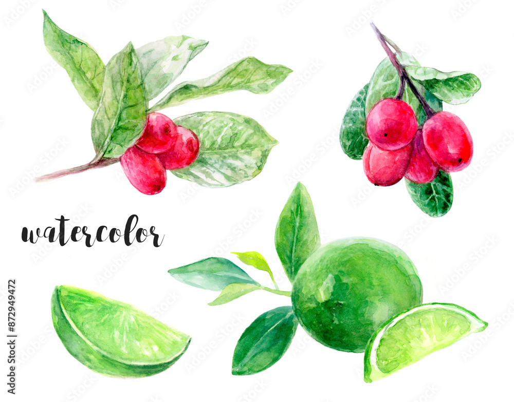 Watercolor of miracle fruit berries, limes, and leaves, great for botanical and artistic designs Watercolor of miracle fruit berries, limes, and leaves, great for botanical and artistic designs