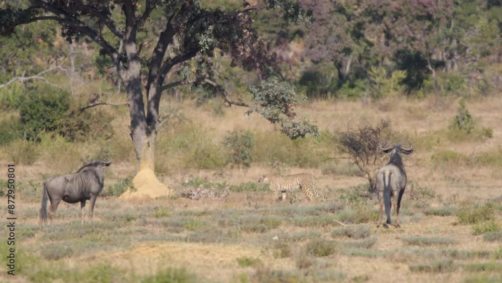 South African Cheetah Walks Past 2 Blue Wildebeest in Savannas South African Cheetah Walks Past 2 Blue Wildebeest in Savannas