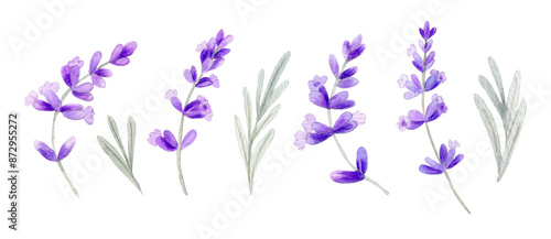 Watercolor lavender hand painted illustration, herbal botanical set
