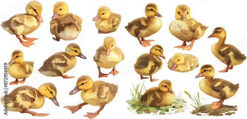 duckling watercolor clipart