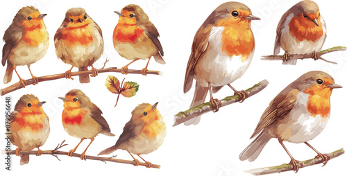 baby robin bird watercolor clipart