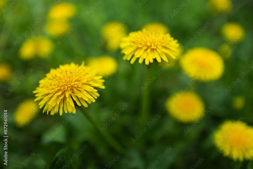 Spring green lawn with yellow dandelion flowers. Spring. Background Spring green lawn with yellow dandelion flowers. Spring. Background