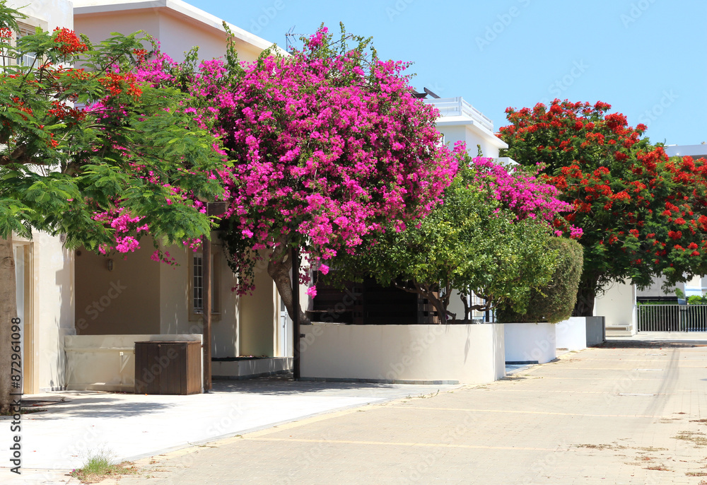 Naklejka premium white Greek-style cottage nestled among blooming pink oleander bushes and trees on a sunny summer day. Located on a street in Protaras, Cyprus. Ideal for renting apartments for vacation and tourism