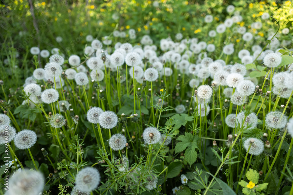 White fluffy dandelions, natural green spring background, selective focus White fluffy dandelions, natural green spring background, selective focus