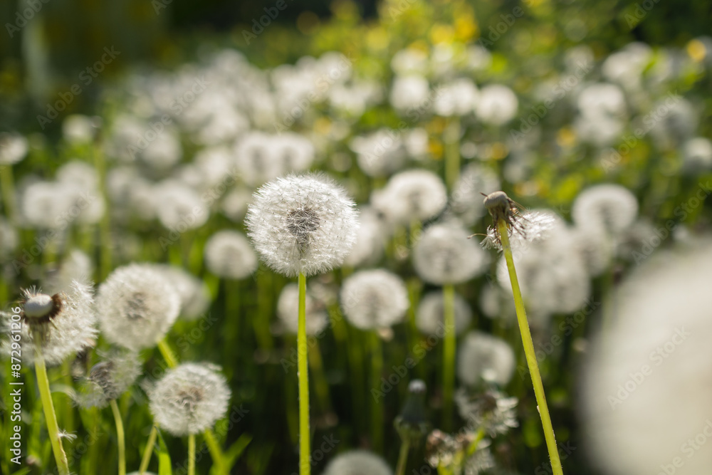 Obraz premium White fluffy dandelions, natural green spring background, selective focus