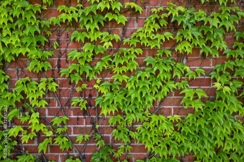 Background. Green ivy Leaves On Brick Wall Background. Green ivy Leaves On Brick Wall