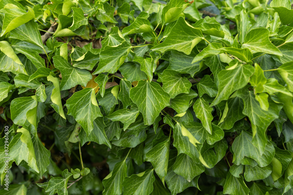 ivy scientific name Hedera plant useful as a background ivy scientific name Hedera plant useful as a background