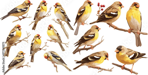goldfinch watercolor clipart