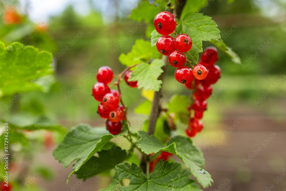 Red currant grows on a bush in garden. Ripe red currant close-up as background. Red currant grows on a bush in garden. Ripe red currant close-up as background.